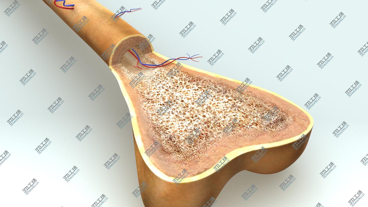 images/goods_img/202105074/Bone anatomy/3.jpg